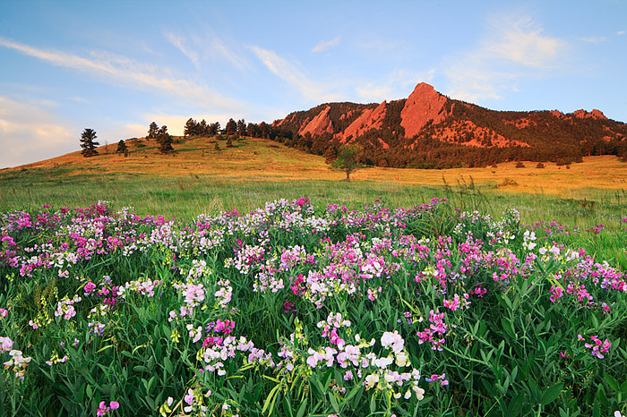 Sweet Pea and the Boulder Flatirons