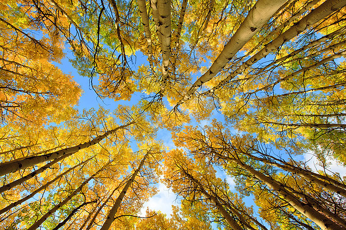 Fall Aspens in Rocky Mountain National Park